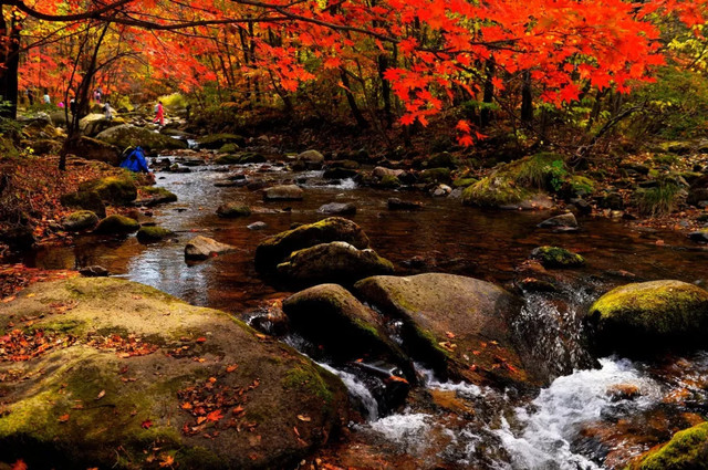 十一不能出去看风景,十一出去看世界
