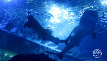 四川居然有一片蓝色海洋,成都蓝色海洋