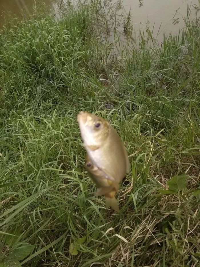 瑶柱钓鱼真实效果,干瑶柱钓鱼怎么样