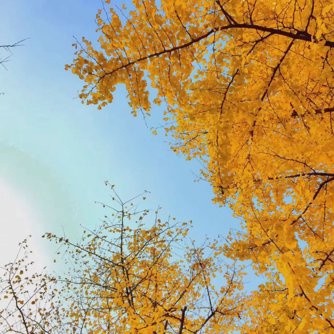 银杏打卡景点,成都周边打卡最美银杏观赏地