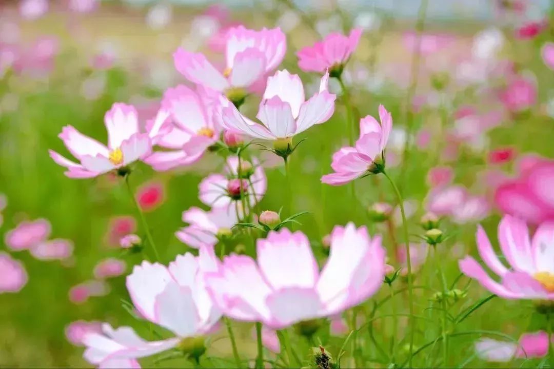 佛山出片拍照圣地,广东佛山周末可去的地方