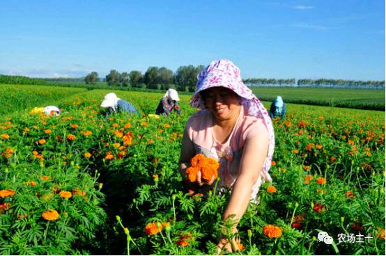 有机认证的好处,有机果蔬认证