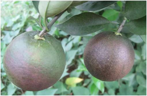 秋梢如何防治病虫害,注意秋梢之后的防落果管理