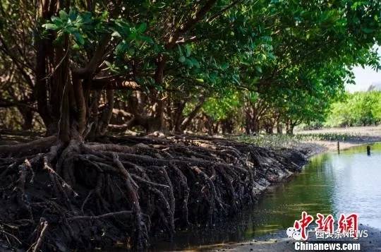 广西再添国家级生态名片,广西再添3个国家湿地公园