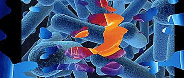 引起胃癌的是哪种细菌,一招搞定胃癌的方法