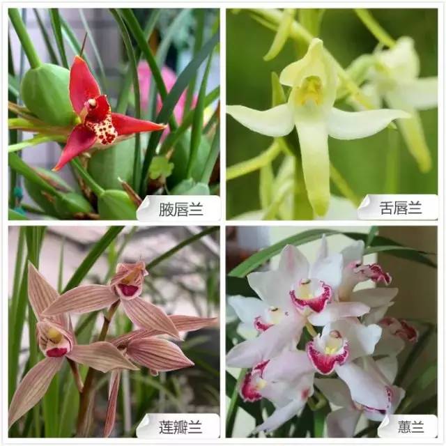 春夏季开花的兰花种类大全,花期比较长的兰花有哪几种