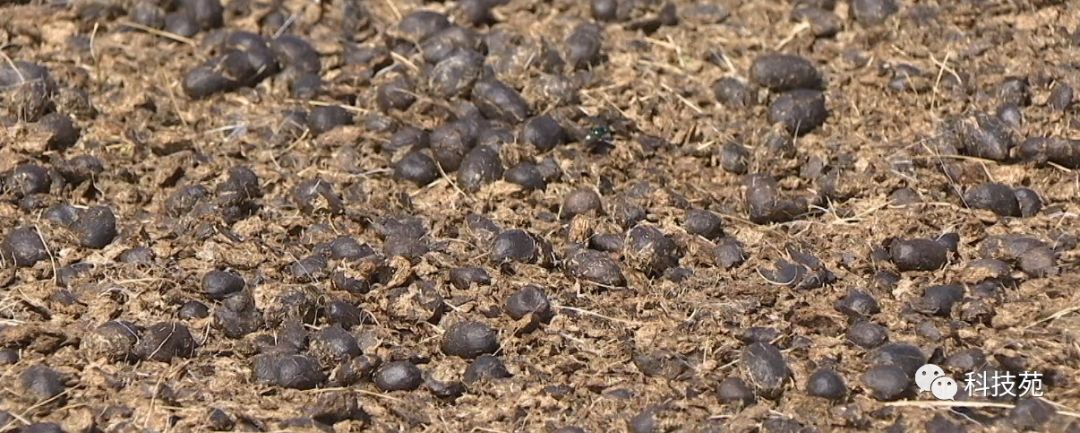 稻田吃活鱼,稻田里吃稻花鱼