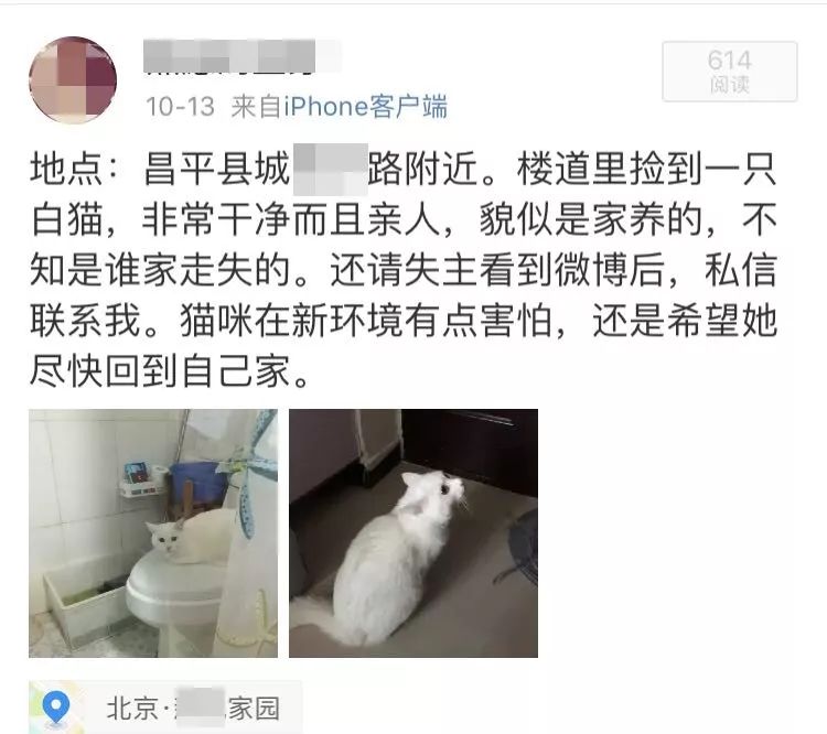 怎么处理小野猫,遇见小野猫怎么才能把它引过来呢