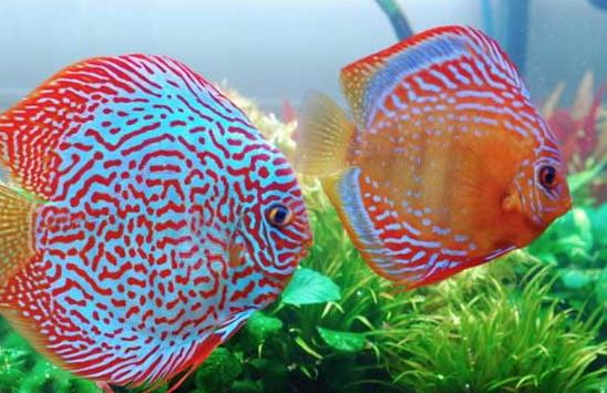 顶级魟鱼,世界顶级魟鱼