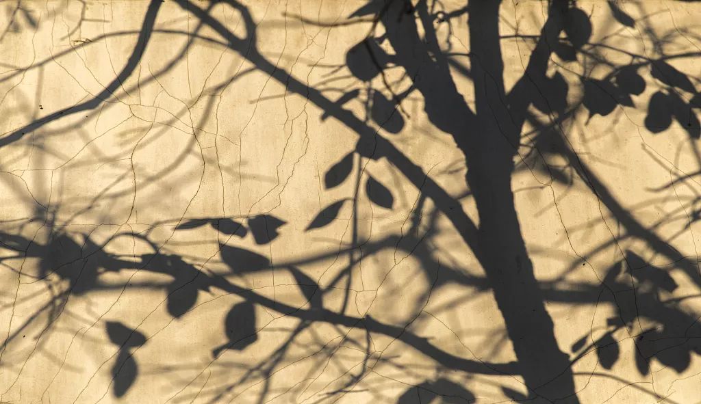 夜话丨季羡林处女作：枸杞树