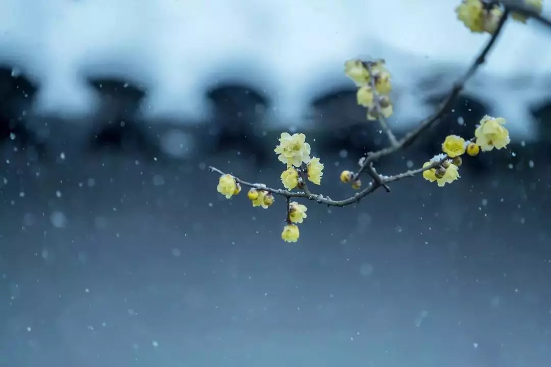 廿四节气丨和大家聊聊“大雪的几件事”