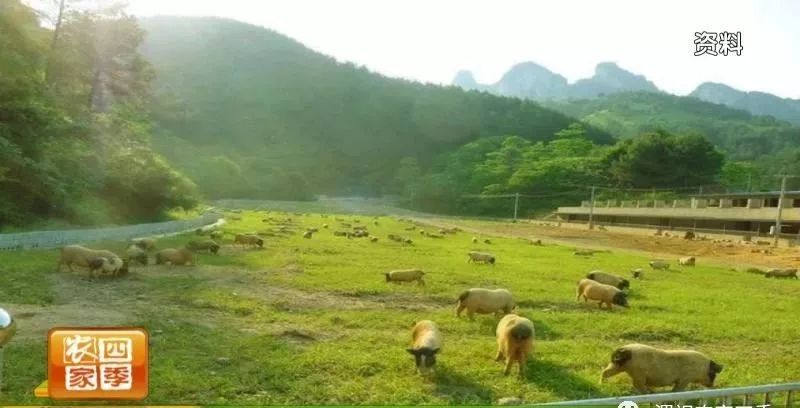 孙堡村的来历,孙堡村简介