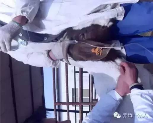 手把手教如何给羊注射药图文详解？