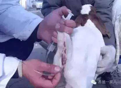 手把手教如何给羊注射药图文详解？