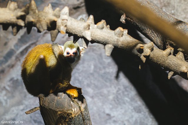 成都怎么玩一天一夜,如何在成都耍一天