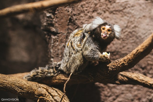成都怎么玩一天一夜,如何在成都耍一天