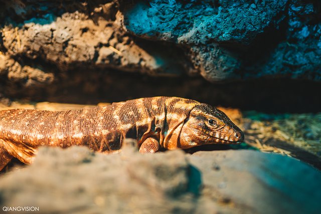 成都怎么玩一天一夜,如何在成都耍一天