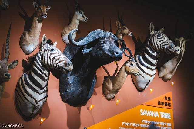 成都怎么玩一天一夜,如何在成都耍一天