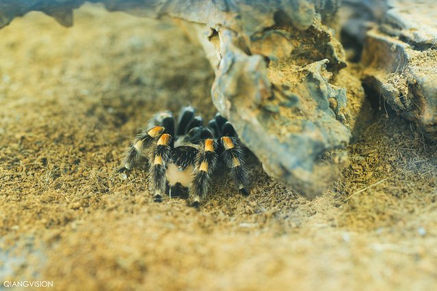 成都怎么玩一天一夜,如何在成都耍一天