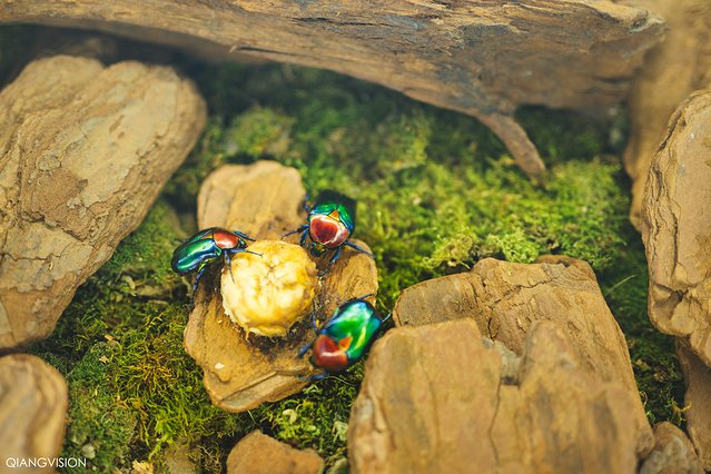 成都怎么玩一天一夜,如何在成都耍一天