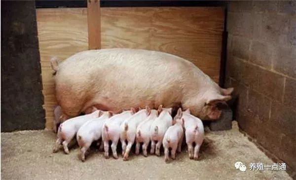 哺乳母猪饲养及管理技巧,饲养母猪的正确方式