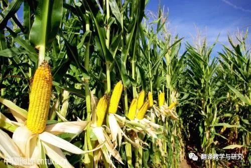 古代蔬菜水果传入中国的时间,各个朝代传入中国的蔬菜和水果