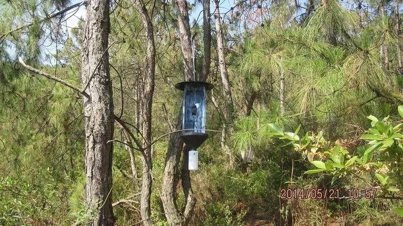 松树也变黄了,松树变红的原因