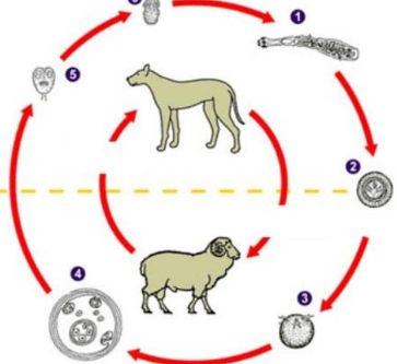 胳膊小臂上突然鼓了一个软包,儿童手臂有个硬硬的鼓包会移动