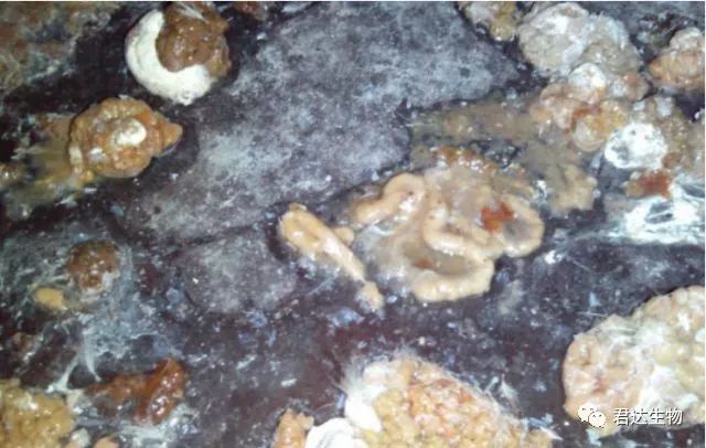 鸡腺肌胃炎最快治疗方法,鸡腺肌胃炎发生原因及防治措施