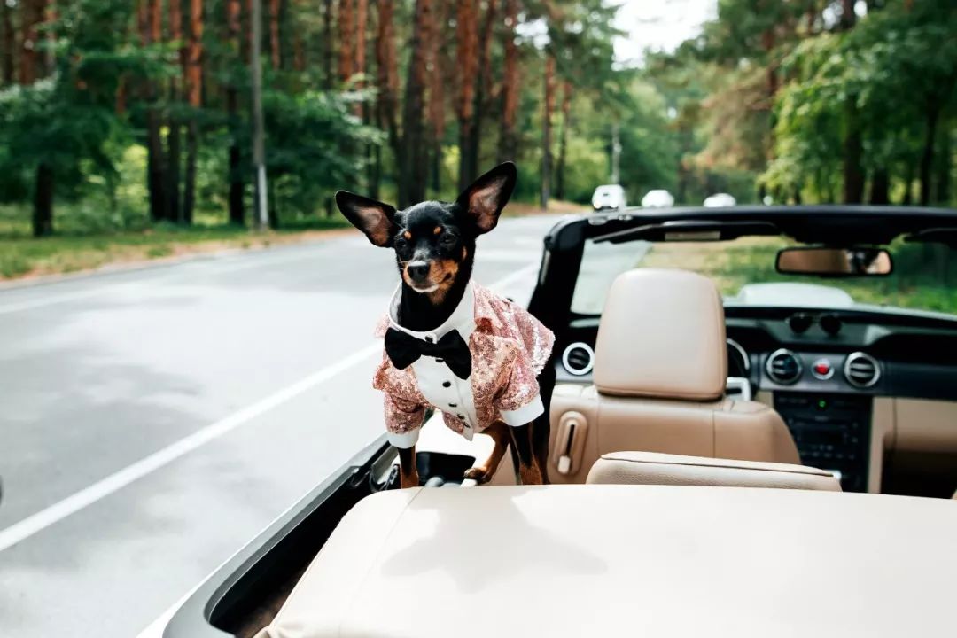 为什么新婚不能带狗,结婚要带狗吗