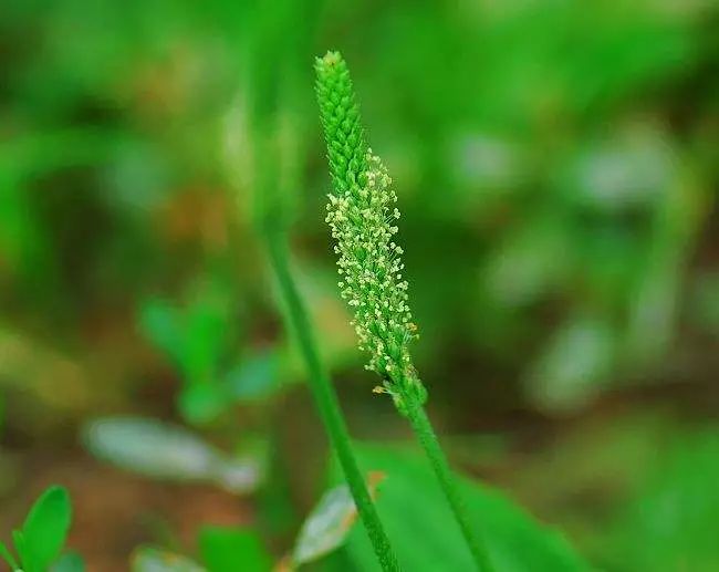 龙猫30年视频,龙猫三十年后是什么样子