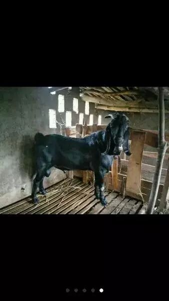 养羊的惨痛经历,一次养羊的亲身经历