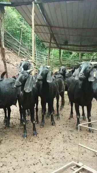 养羊的惨痛经历,一次养羊的亲身经历