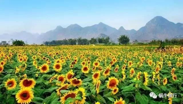 上林葵花节景点,广西上林葵花文化旅游节