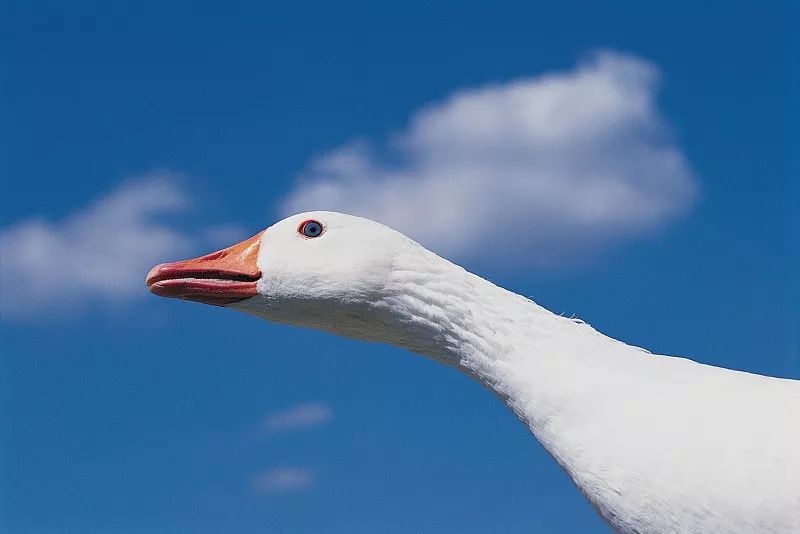 团｜《艾特熊和赛娜鼠》屡获国际大奖的温暖绘本+艺术儿童启蒙日历，爸爸陪娃的神器+用44只东北大白鹅，才攒出1床的鹅绒被