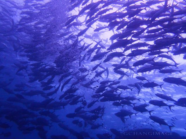 最新去菲律宾旅游攻略,挨饿荒野菲律宾攻略