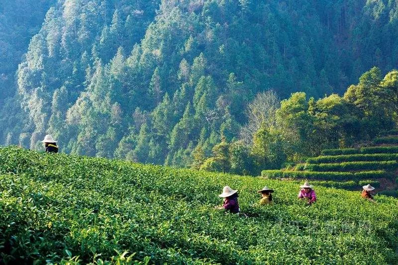 最美人间四月天去哪里旅游,最美人间四月天正是出游好时节