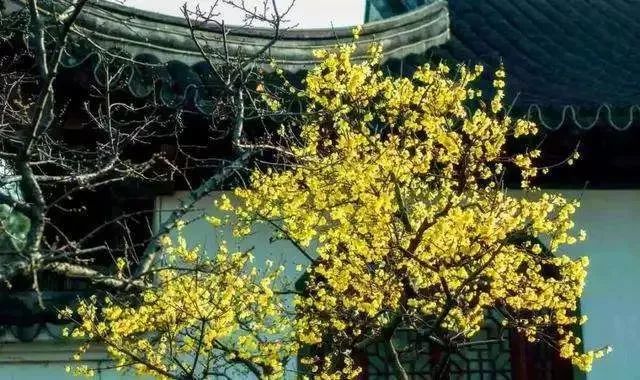 冬天江浙沪一日游必去的景点,上海冬季旅游攻略