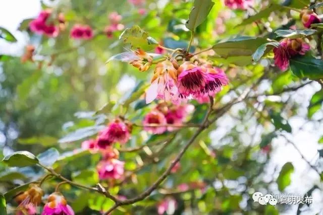 高明网红森林公园,佛山森林公园高明