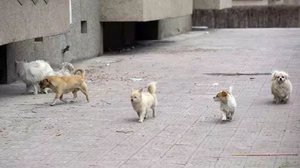 濮阳最近被曝光的小区,最新濮阳新闻报道小区