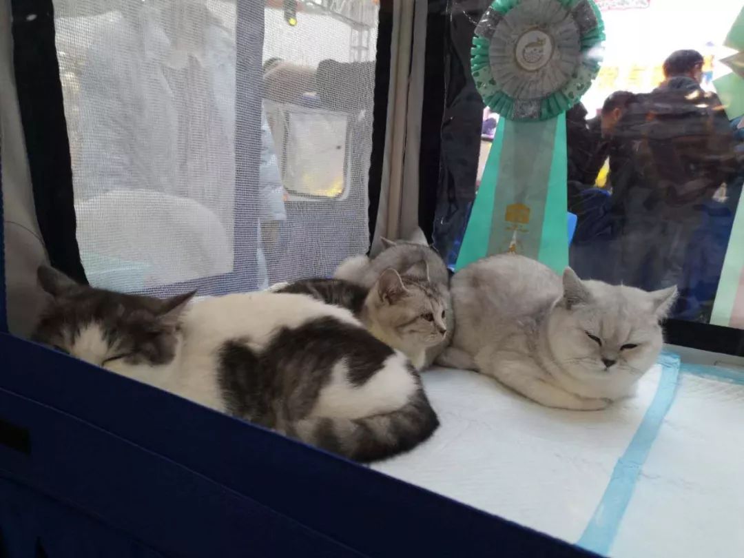 新闻综合广播｜「宠爱有家」之喵星驾到