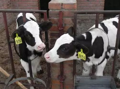 小牛吃羊奶好不好,小牛能吃猪饲料吗