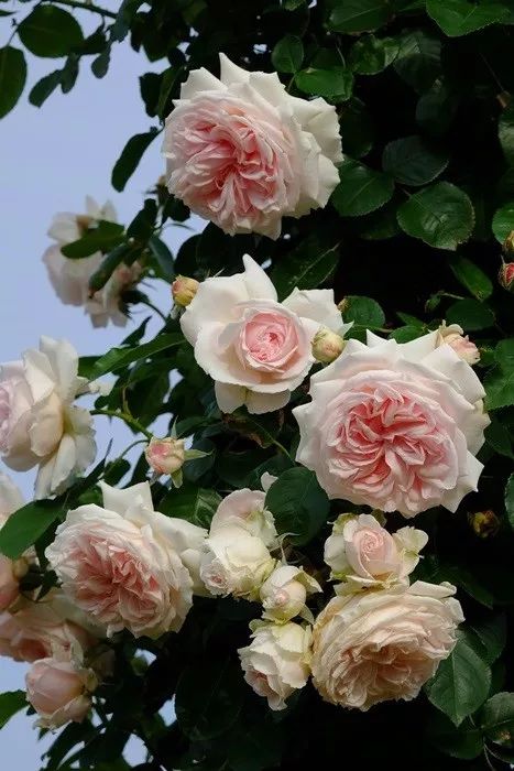 日本顶级微型月季,日本顶级盆栽大师