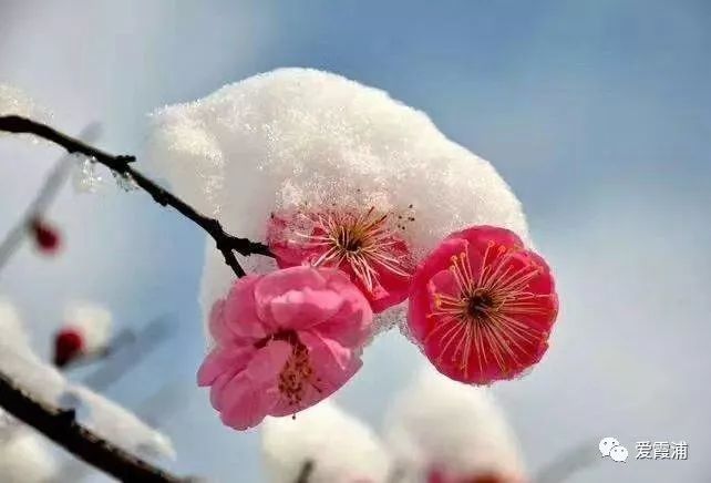 「霞浦天气」小寒养生注意养肾防寒，霞浦人要多吃这三种肉