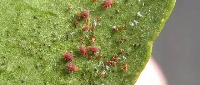 矿物油不是“神油”！用好了药效翻倍，用不好会毁了一年收入