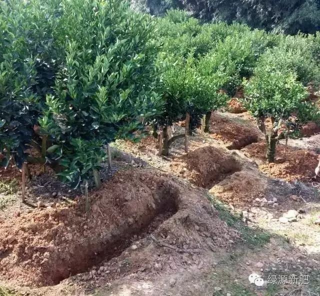 果树花芽分化期用什么促花芽分化,什么可以促进花芽分化