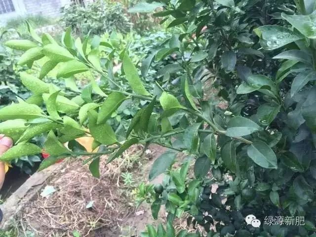 果树花芽分化期用什么促花芽分化,什么可以促进花芽分化