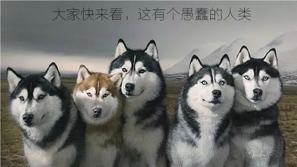 骑车被狗追了应该怎么办,骑行被狗追着咬怎么处理