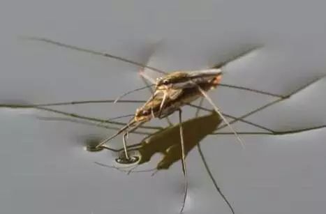 硬币为什么能漂浮在水面上的原因,硬币怎么可以漂浮到水面