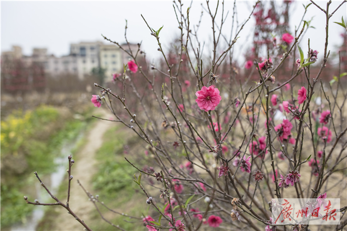 桃花朵朵开钱多多,桃花朵朵开金钱豹